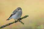 Balia-nera_Ficedula-hypoleuca_DSC04776 Balia-nera_Ficedula-hypoleuca_DSC04776