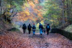 Passeggiando nel bosco Passeggiando nel bosco