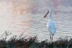 Spatola bianca (Platalea leucorodia Linnaeus, 1758)