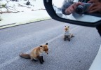 Autoritratto con volpi Autoritratto con volpi