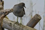 Giovane gallinella Giovane gallinella