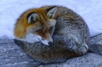 Firefox Firefox