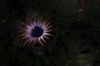 Dimorphotheca Dimorphotheca