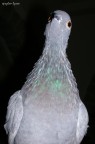 Pidgeon portrait Pidgeon portrait