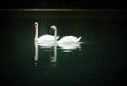 Swan2 Swan2