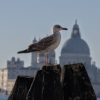 Seagull Seagull