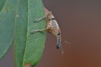 Lixus Lixus