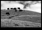 Bisons Bisons