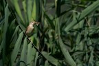 Cannaiola Cannaiola