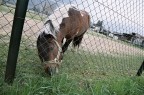 pony pony