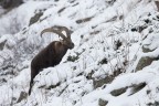 Il duro Inverno Il duro Inverno