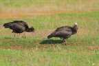 Ibis-eremita-475_-471_DSC08943 Ibis-eremita-475_-471_DSC08943