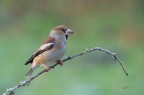 Frosone_DSC09162 Frosone_DSC09162