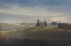 Vitaleta velata Vitaleta velata