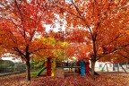 Colori Colori