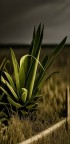 Agave... Agave...
