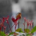 un ospite in giardino