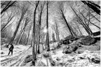 Escursione nel bosco invernale Escursione nel bosco invernale