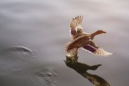 A pelo d'acqua A pelo d'acqua