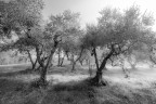 inverno nell'oliveto II inverno nell'oliveto II