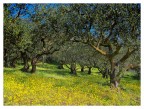 inizi di primavera tra gli ulivi inizi di primavera tra gli ulivi