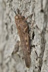 Locusta egiziana Locusta egiziana