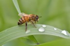 Apis mellifera in sosta Apis mellifera in sosta