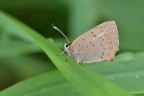 Lycaena phlaeas Lycaena phlaeas