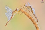 Crocothemis erythraea ² Crocothemis erythraea ²