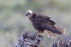 Falco di palude Falco di palude