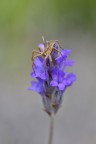 Pisaura mirabilis su fiore di lavanda