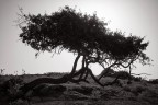 L'albero L'albero