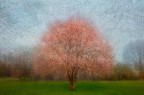 L'albero rosa L'albero rosa