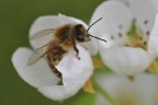 Apis mellifera