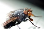 mosca mosca