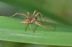 Pisaura mirabilis Pisaura mirabilis