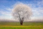 L'albero bianco L'albero bianco