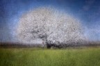 Buona Pasqua da sotto il ciliegio in fiore Buona Pasqua da sotto il ciliegio in fiore