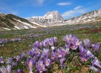 Crocus Crocus