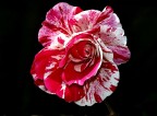 Rosa Rosa
