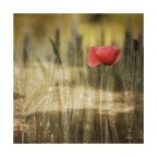 Red Red