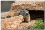 Marmotta Marmotta
