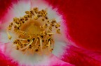 al cuore della rosa al cuore della rosa