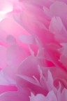 dettaglio di peonia (rosa) dettaglio di peonia (rosa)