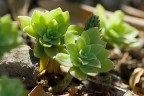 Grassa a chi? Tuttalpiù succulenta! Grassa a chi? Tuttalpiù succulenta!