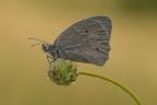 Macro_18Mag2025_1 Macro_18Mag2025_1
