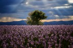 Iris Iris