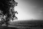 al mattino in vigna al mattino in vigna