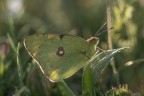 Macro_8Giu2025_2 Macro_8Giu2025_2
