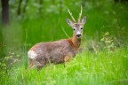 Capriolo Capriolo